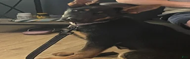 German Shepherd 1