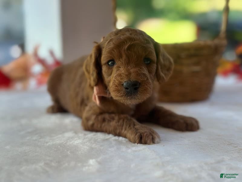 Mini Goldendoodle dogs Razzle - Ad 1