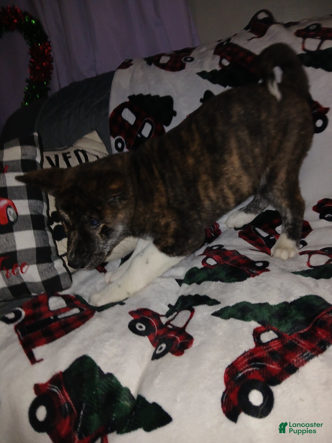 Akita dogs for sale: Astra - Ad 10