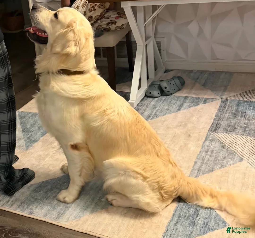 Golden Retriever dogs for sale: Benny - Ad 3