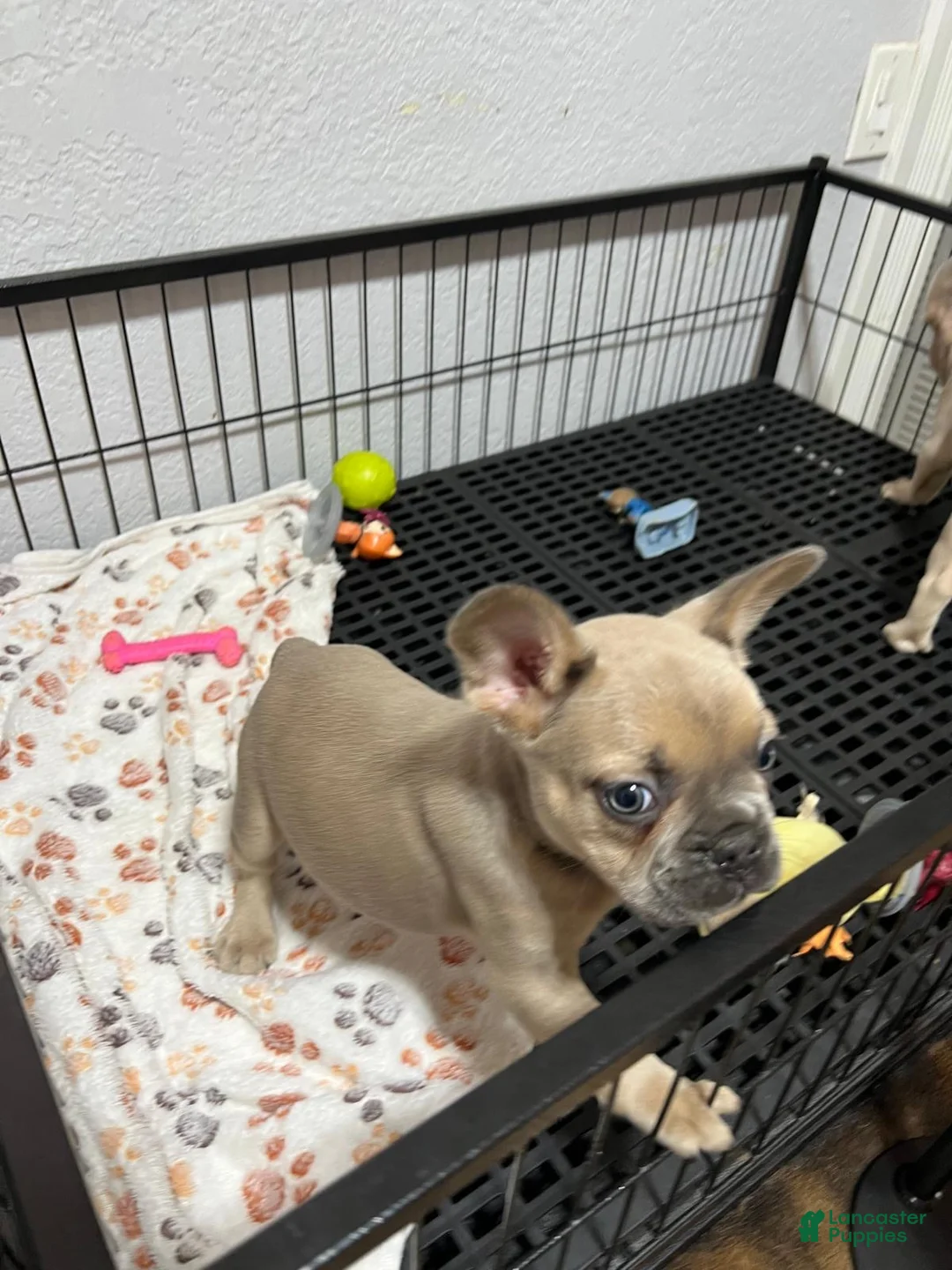 French Bulldog dogs for sale: Leo - Ad 5