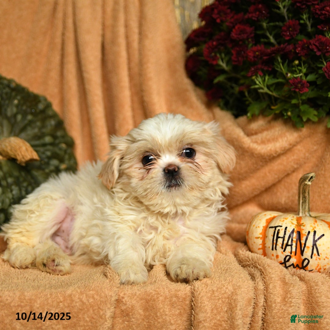 Shihpoo dogs for sale: Comet - Ad 3