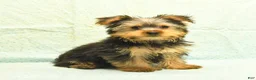 Yorkshire Terrier dogs for sale: Harold - Ad 4