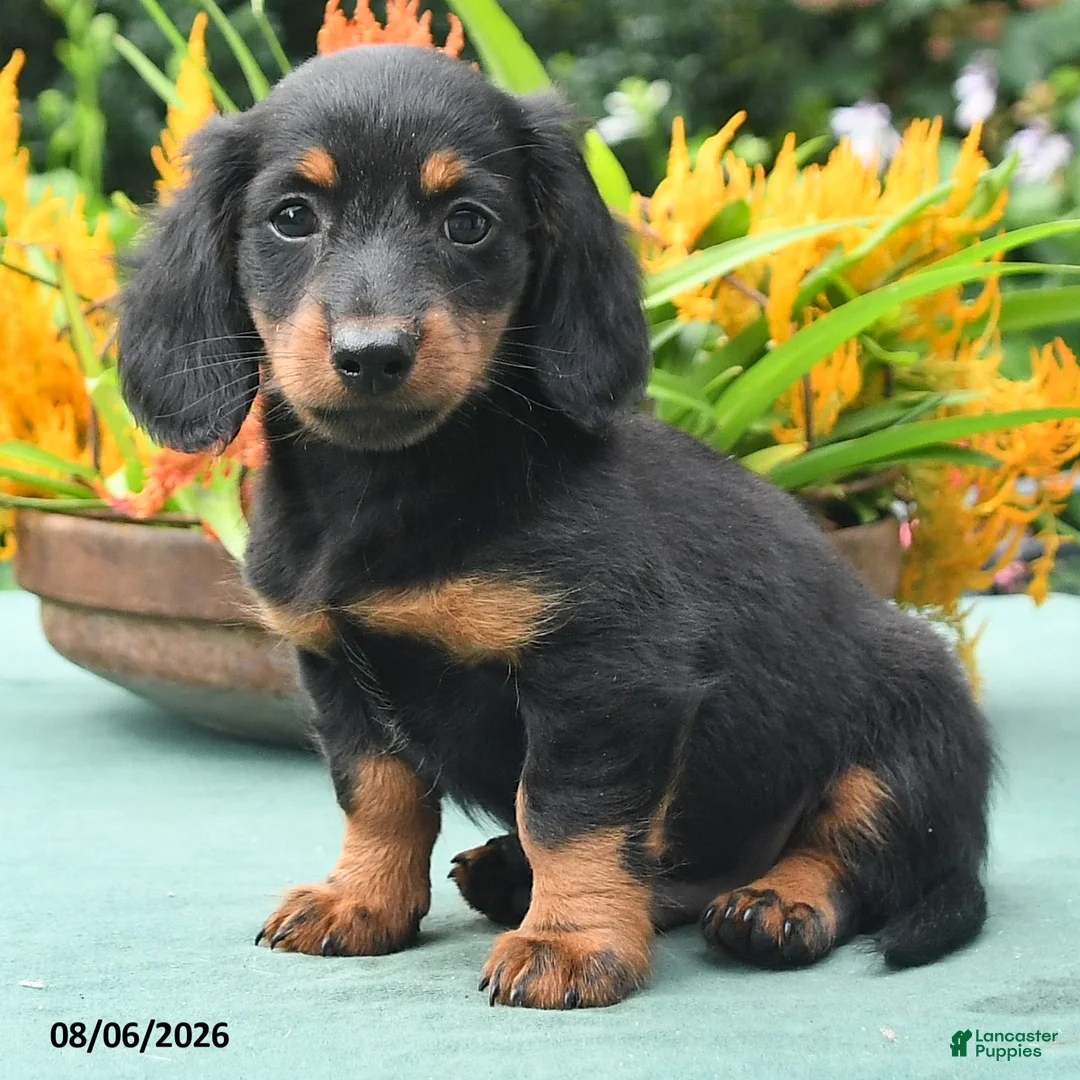 Miniature Dachshund dogs for sale: Toby - Ad 2