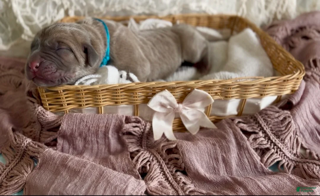 Cane Corso dogs for sale: Cane Corso Puppy 4 - Ad 1