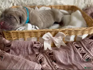 Cane Corso dogs Cane Corso Puppy 4 - Ad 18