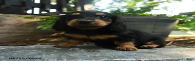 Clyde