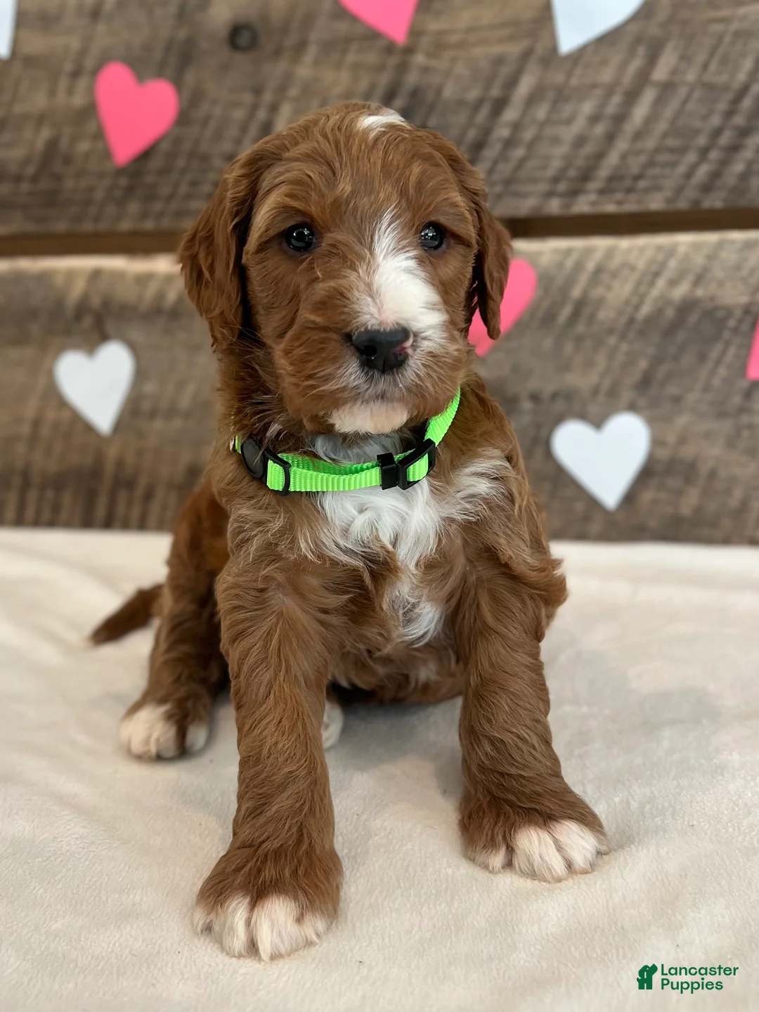 Irish Doodle dogs for sale: Theodore - Ad 2