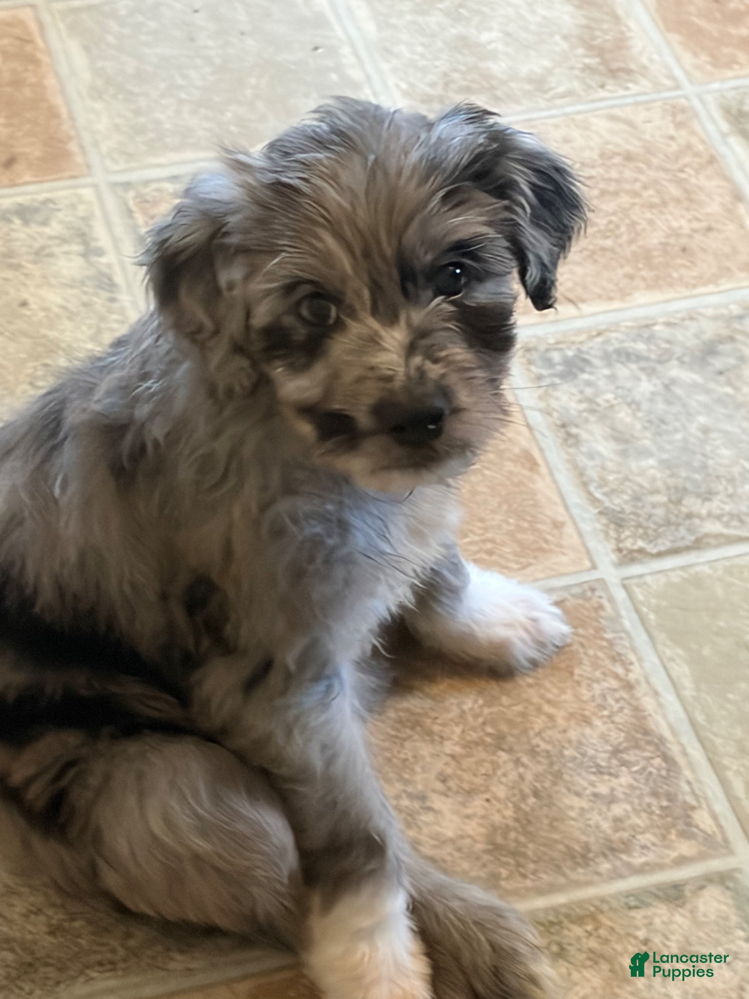 Aussiedoodle dogs Juliette - Ad 16