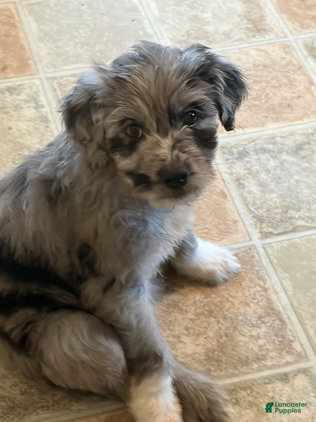 Aussiedoodle dogs for sale: Juliette - Ad 1