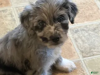 Aussiedoodle dogs Juliette - Ad 6