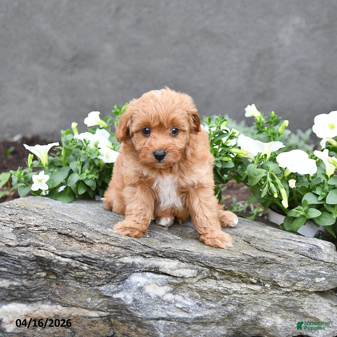 Cavapoo dogs for sale: Tucker - Ad 5