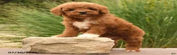 Toy Poodle dogs for sale: Marshal - Ad 3