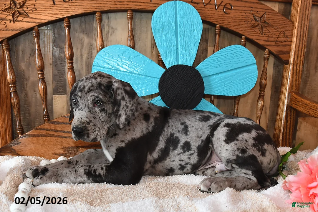 Great Dane dogs for sale: Cookie - Ad 4