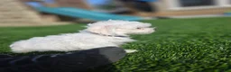 Maltese dogs for sale: Quinn - Ad 2