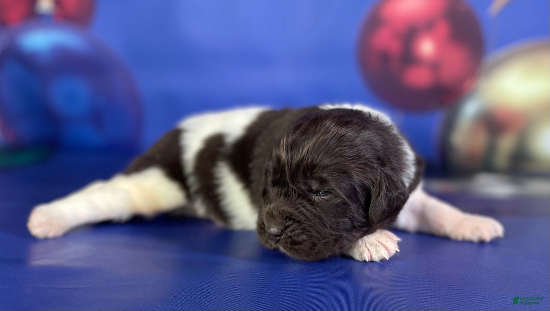 Mixed Breed dogs for sale: Stanley OFA  - Ad 2