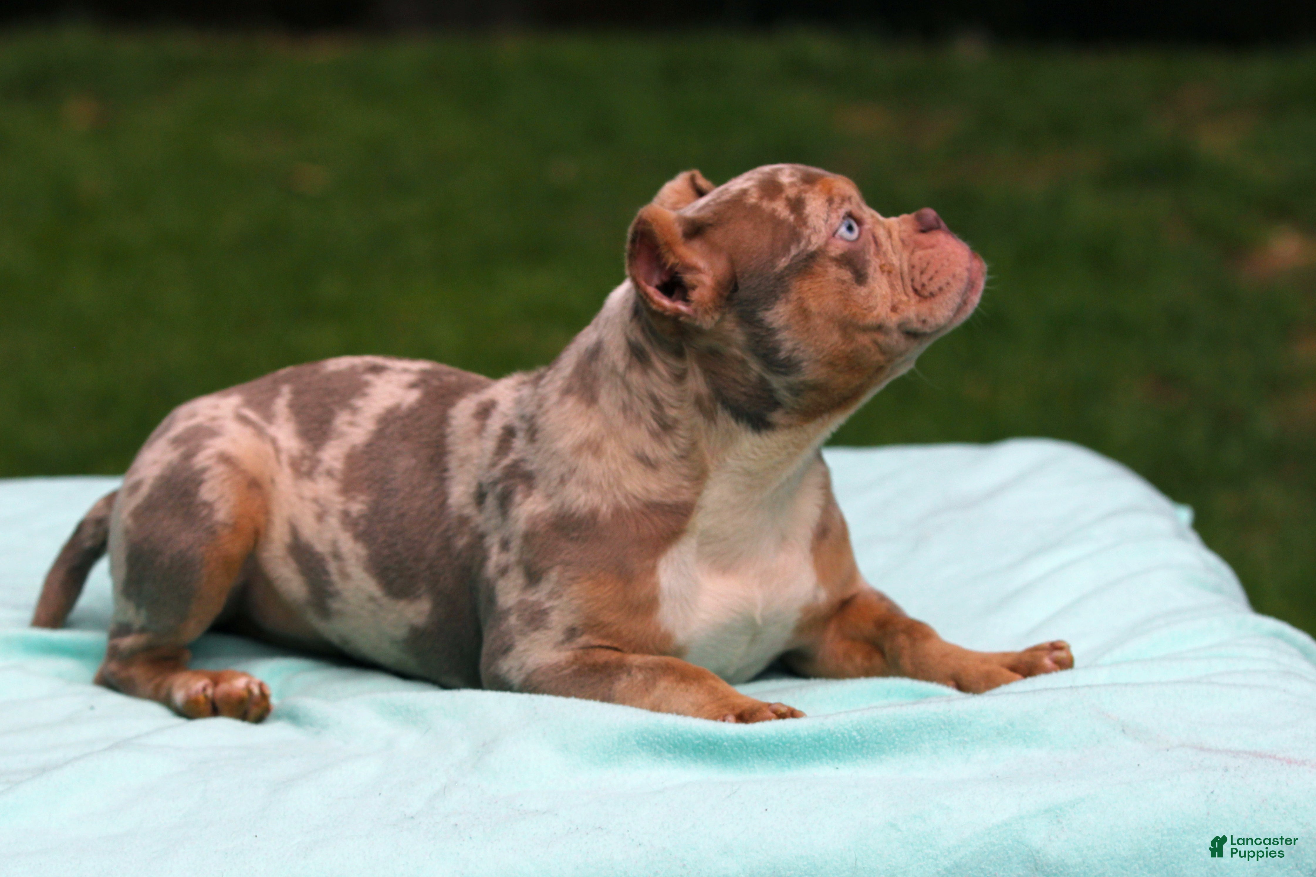 American Bully dogs Lilac Tri Merle Female - Ad 2