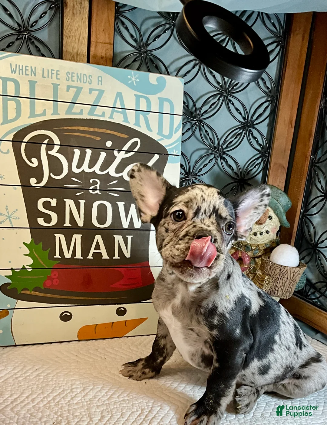 French Bulldog dogs for sale: Force  - Ad 14