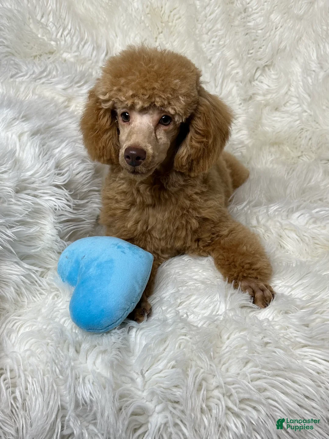 Toy Poodle dogs for sale: Yogi - Ad 3