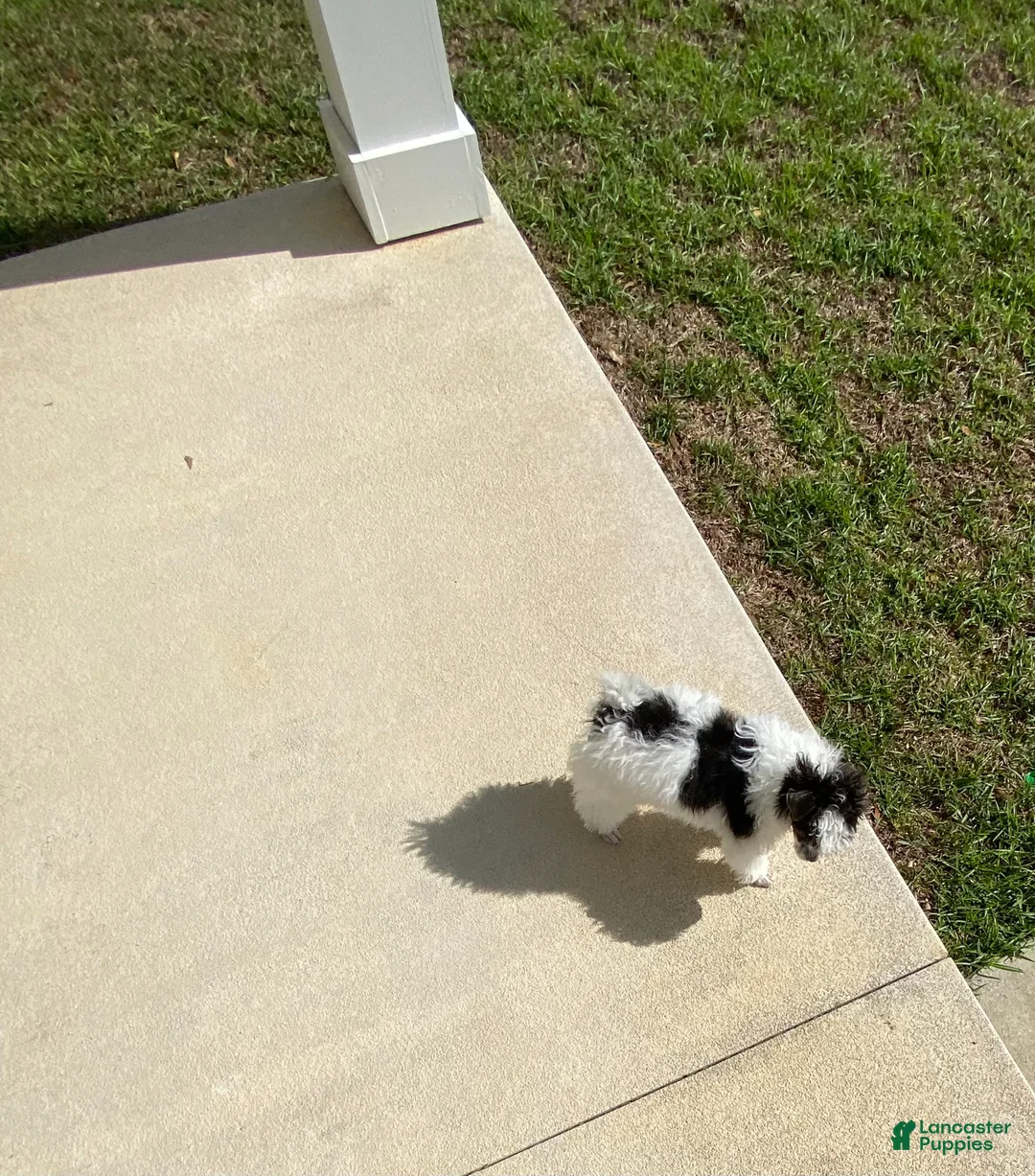 Miniature Poodle dogs for sale: Miniature Poodle Puppy 1 - Ad 4