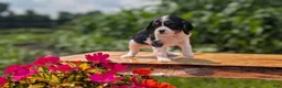 Cavalier King Charles Spaniel dogs for sale: Ivy - Ad 8