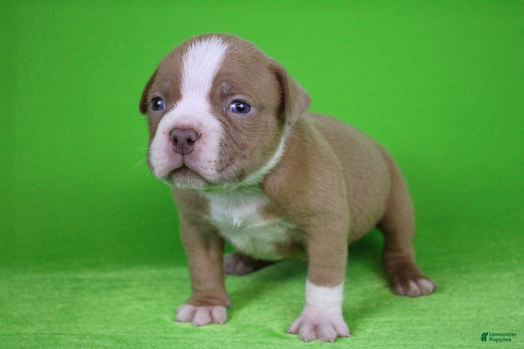 American Bully dogs for sale: Lilac/White Male - Ad 2