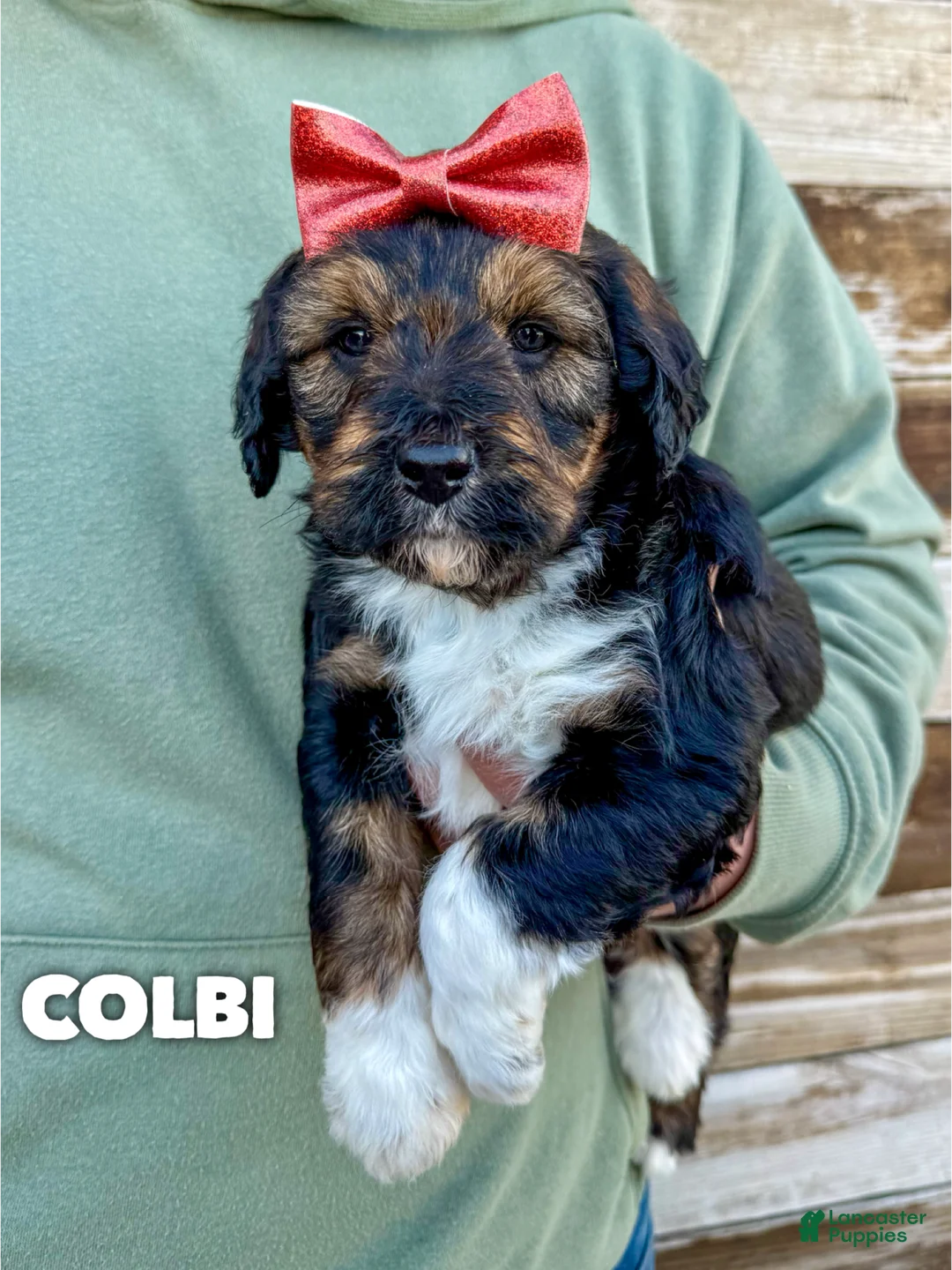 Aussiedoodle dogs for sale: Colbi - Standard F1 - Ad 2