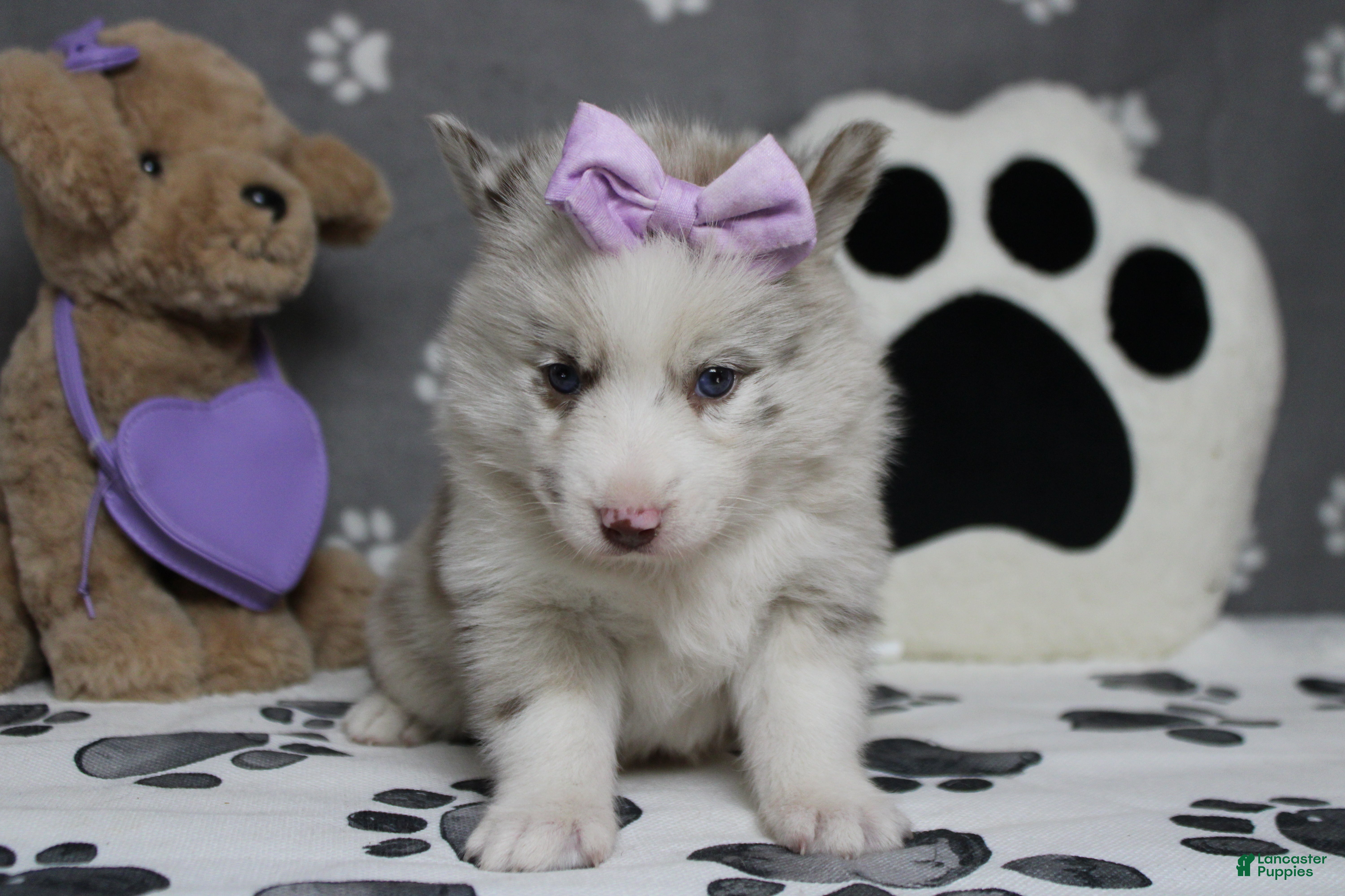 Pomsky dogs Muffy  - Ad 9