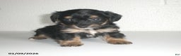Yorkiepoo dogs for sale: Angie - Ad 17