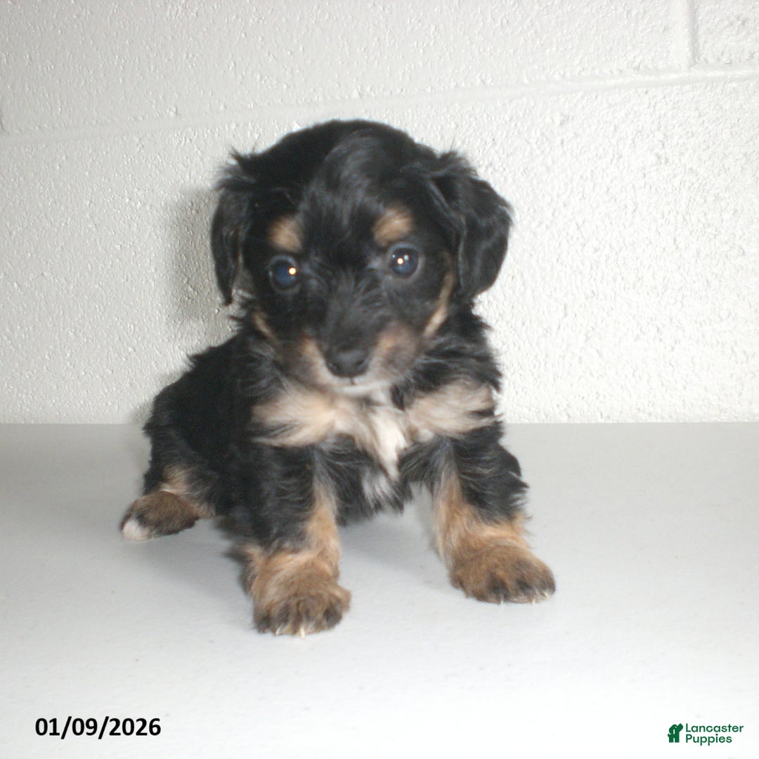 Yorkiepoo dogs for sale: Angie - Ad 17