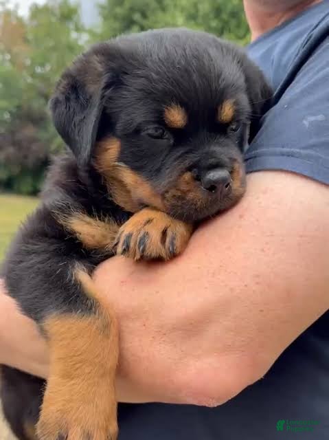 Rottweiler Puppies for sale under $300 Lancaster Puppies