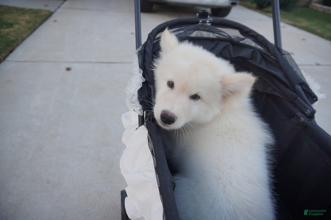 Alaskan Malamute dogs for sale: Xiao Lan - Ad 15