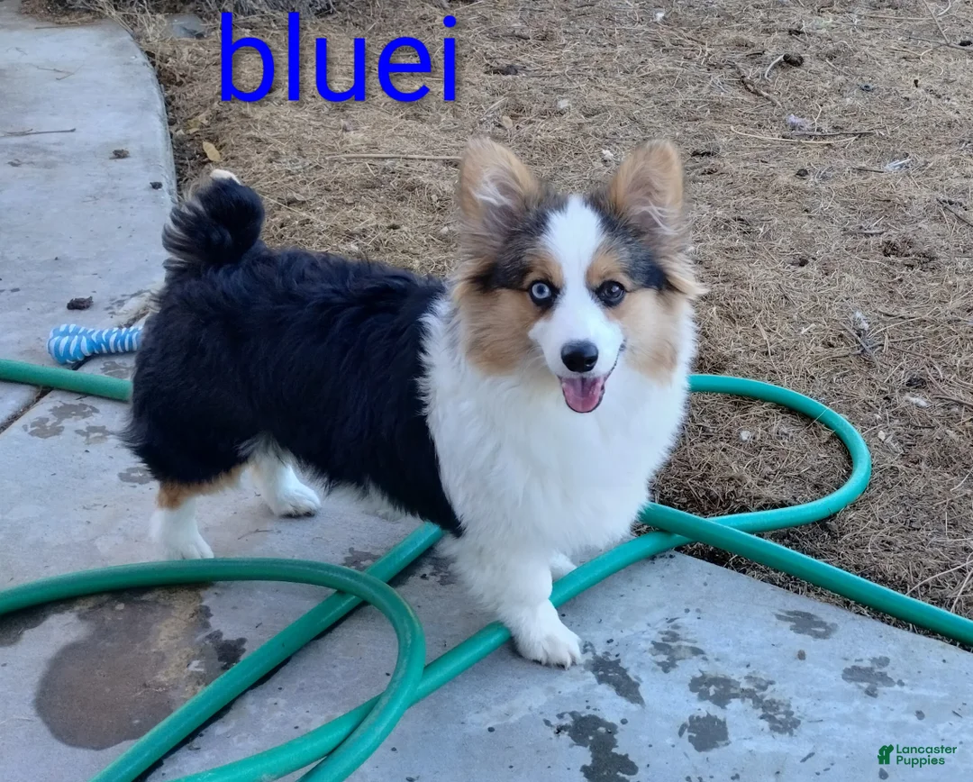 Welsh Corgi Pembroke dogs for sale: Welsh Corgi Pembroke Puppy 2 - Ad 5