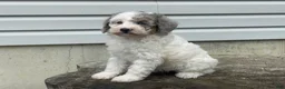 Miniature Poodle dogs for sale: Dimples Miniature Poodle  - Ad 9
