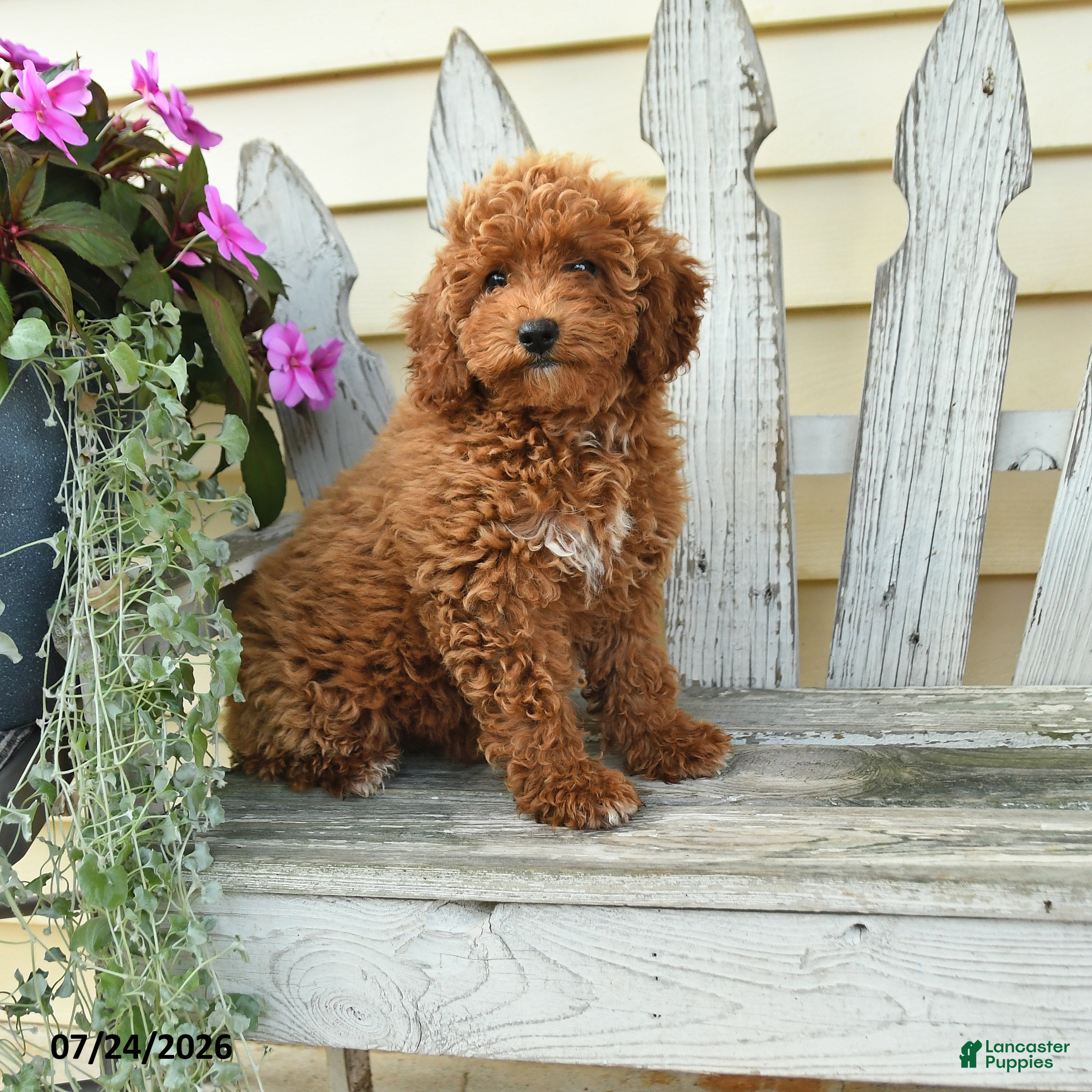 Aussiedoodle dogs Raline - Ad 2