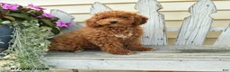 Aussiedoodle dogs for sale: Raline - Ad 2