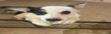 Stretchy