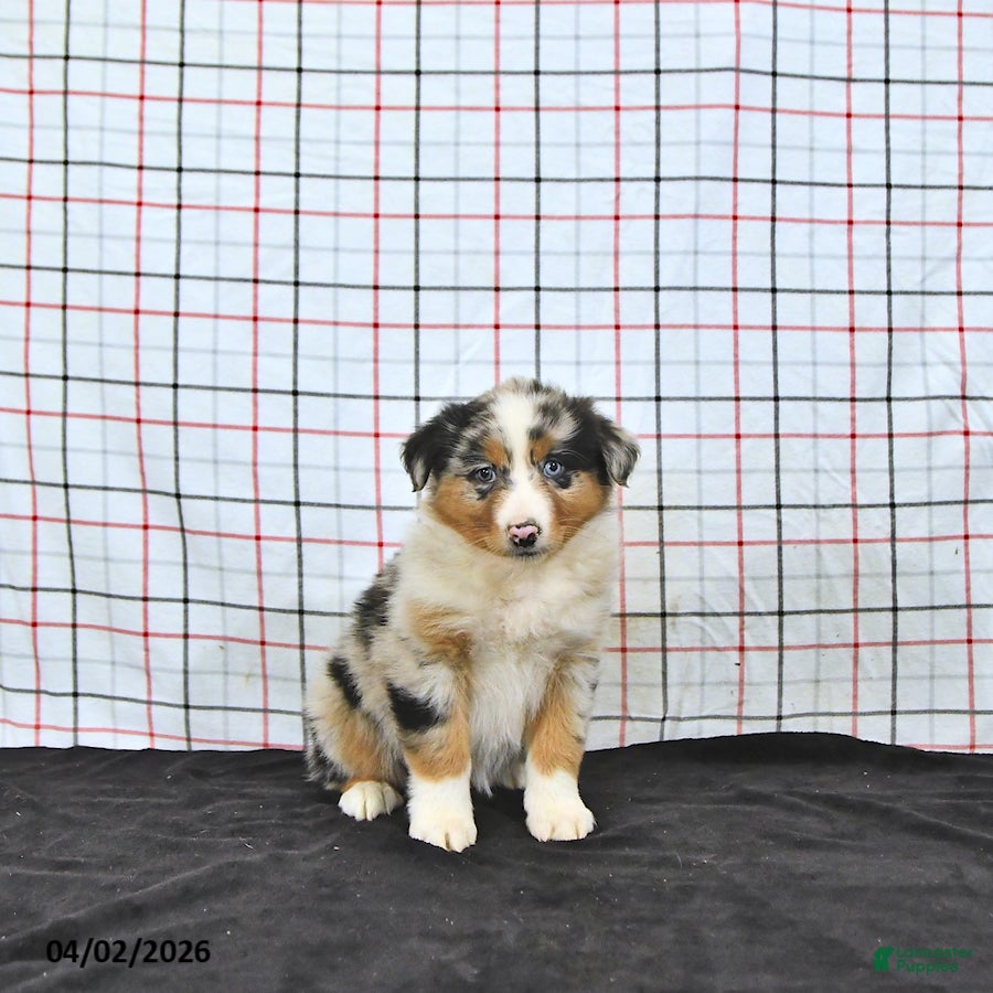 Australian Shepherd dogs Pixie - Ad 2