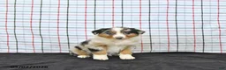Australian Shepherd dogs for sale: Pixie - Ad 2