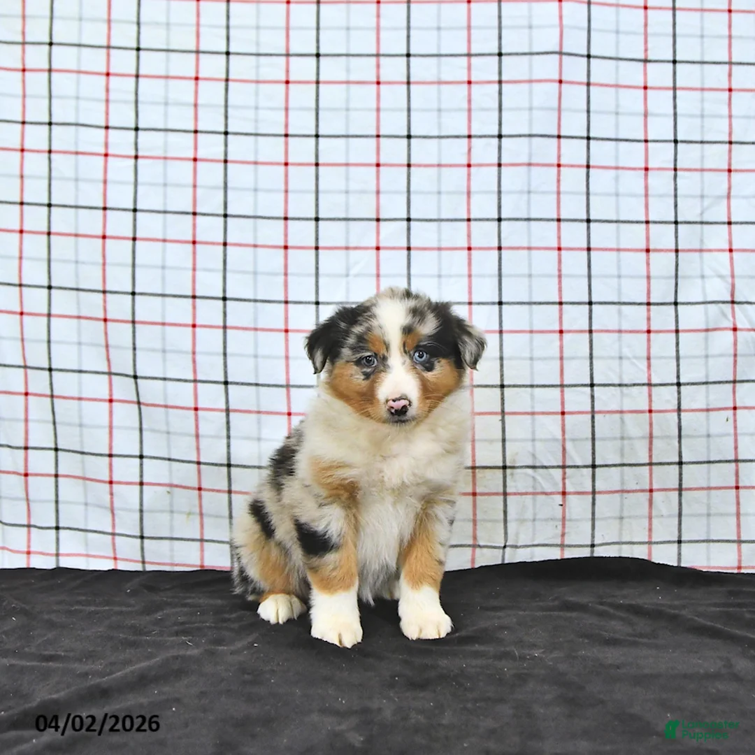 Australian Shepherd dogs for sale: Pixie - Ad 2