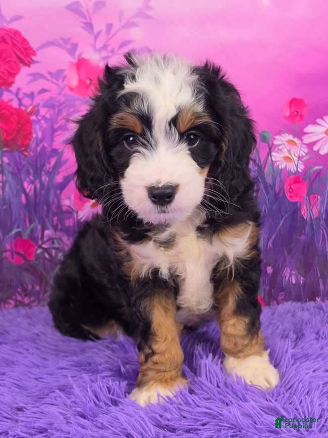 Mini Bernedoodle dogs Scout Munchkin Bernedoodle - Ad 1