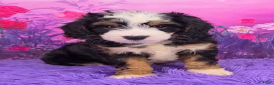 Scout Munchkin Bernedoodle