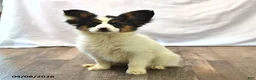 Papillon dogs for sale: Sphnix - Ad 3