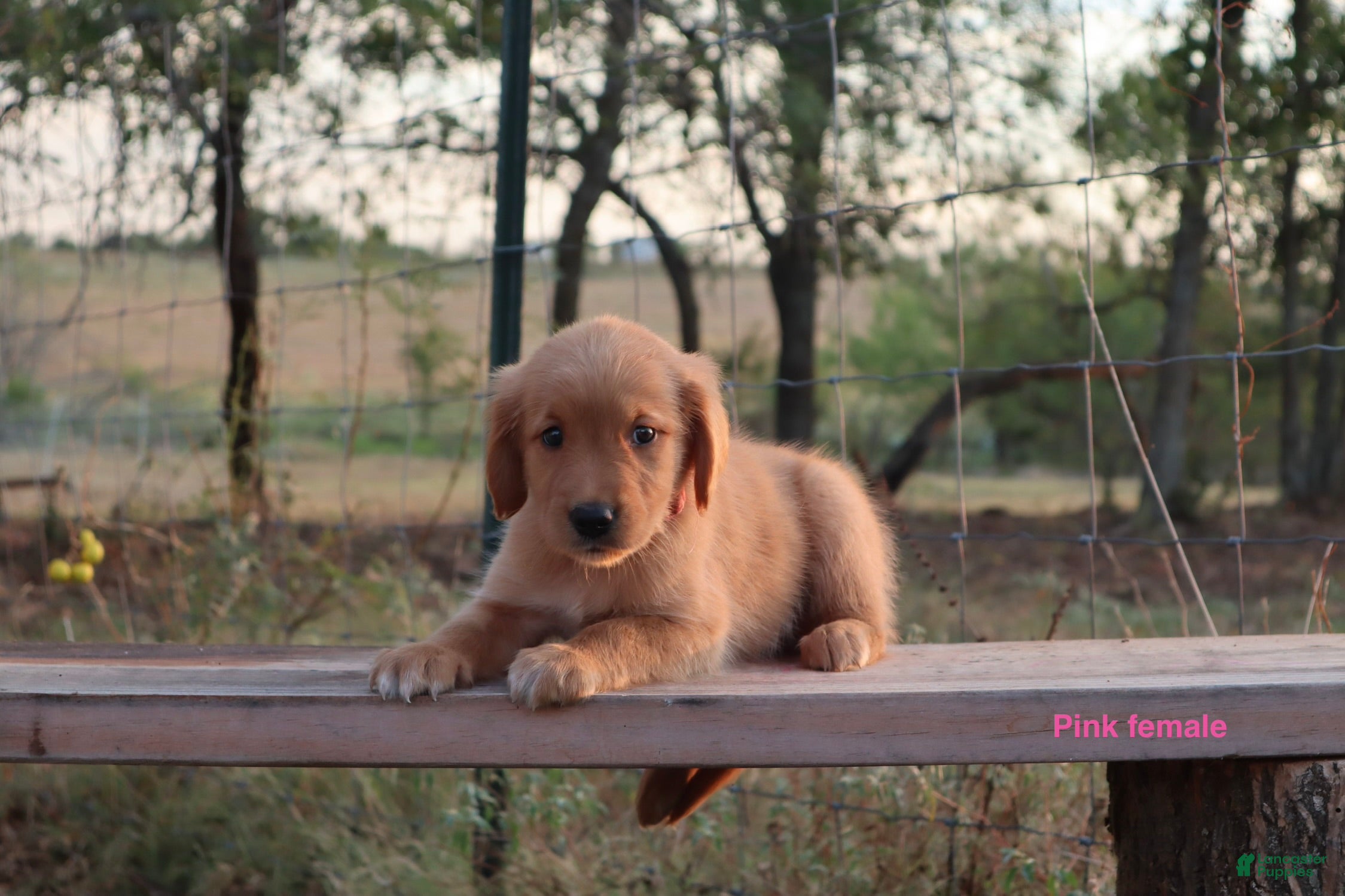 Golden Retriever dogs Lulu - Ad 1