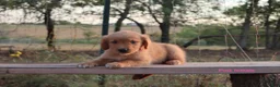 Golden Retriever dogs for sale: Lulu - Ad 1