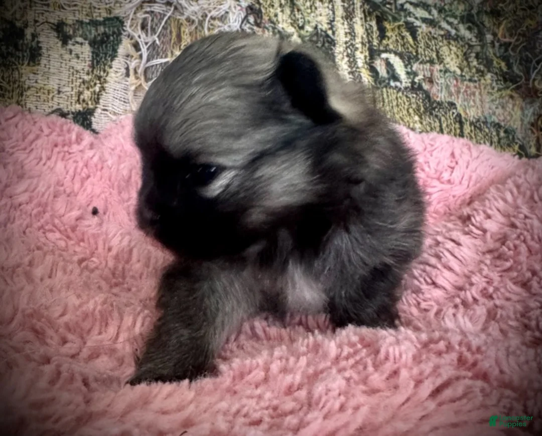 Pomeranian dogs for sale: Lara - Ad 4