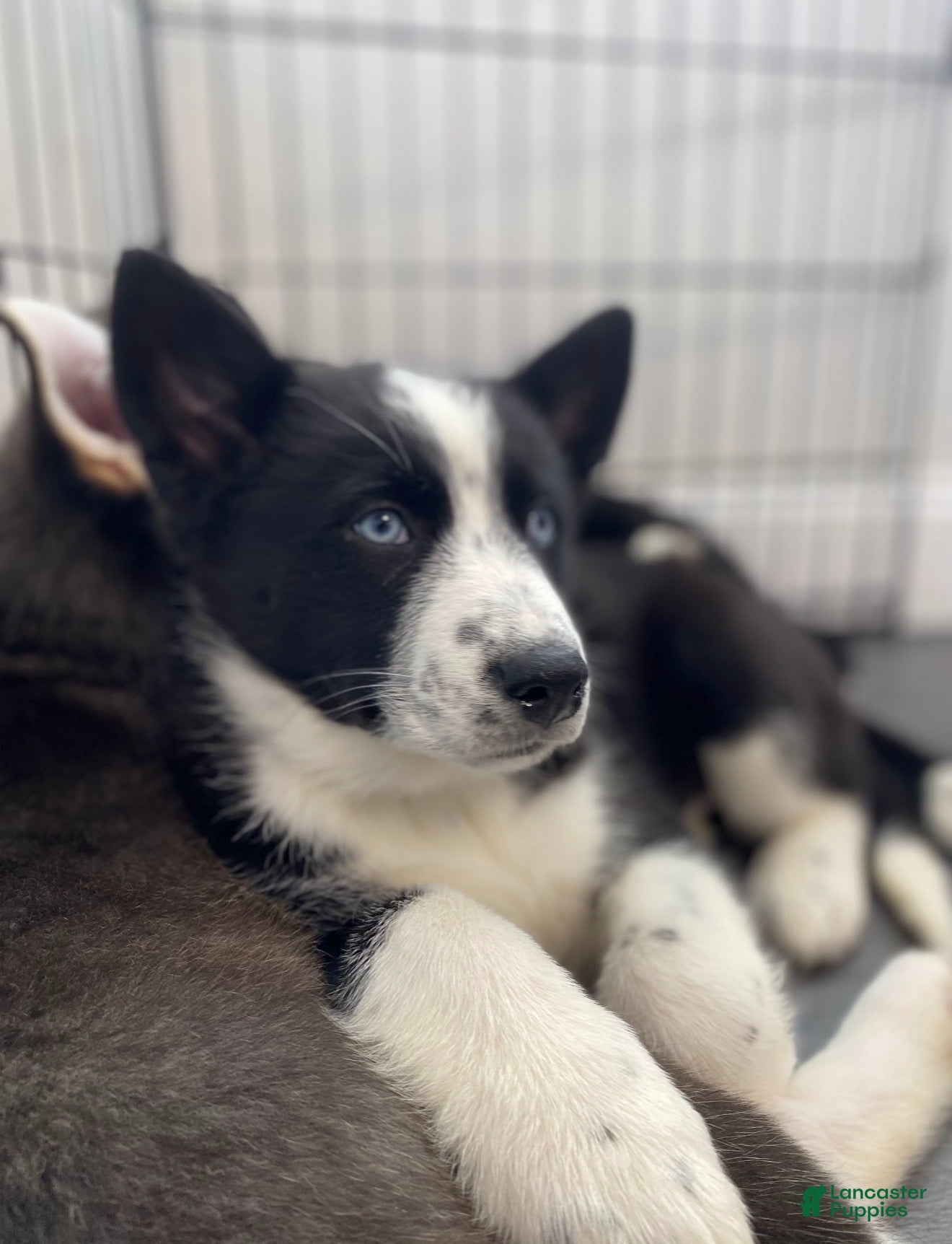 Mixed Breed dogs Skye - Ad 6