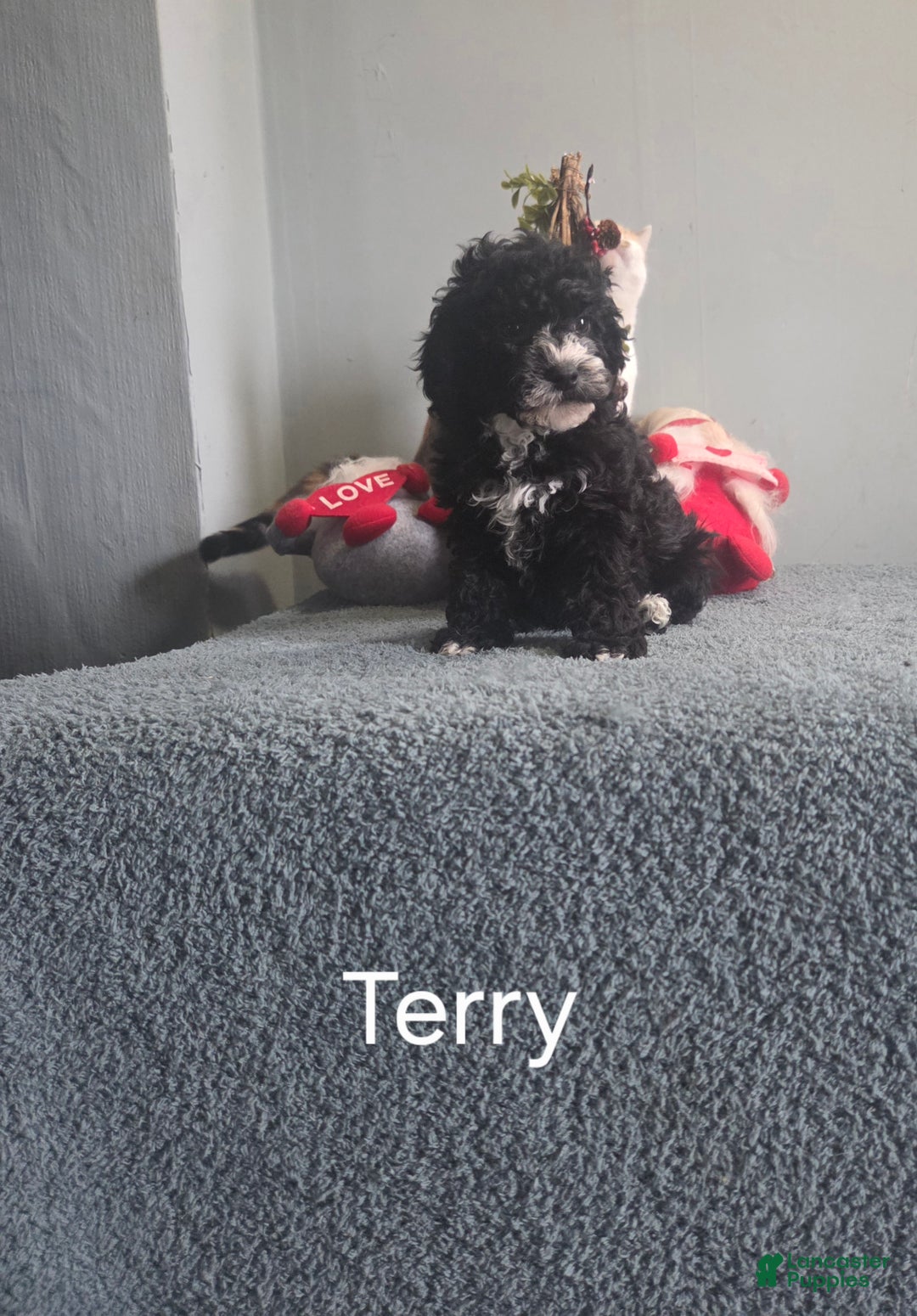 Cavapoo dogs for sale: Terry - Ad 5
