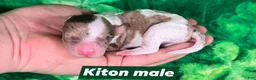Maltipoo dogs for sale: Kiton - Ad 1