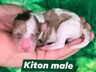 Maltipoo dogs Kiton - Ad 23